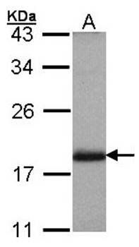 ADP-ribosylation factor 3 antibody