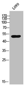 ADRA1A Antibody