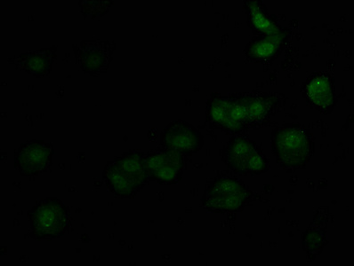 ADRA1A Antibody
