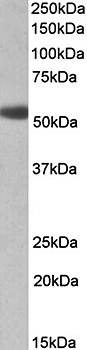 Goat anti-ADRA1A Antibody