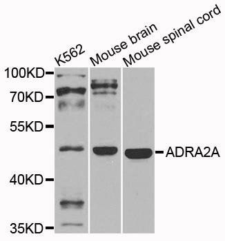 ADRA2A antibody