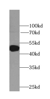 ADRA2B-Specific antibody