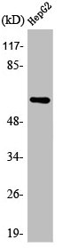 ADRA2C antibody