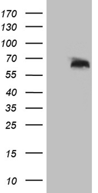 Adracalin (AAAS) antibody