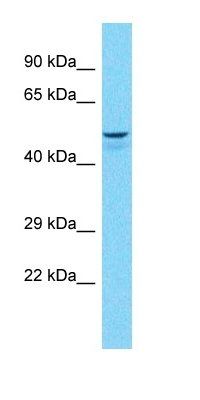 beta 1 Adrenergic Receptor antibody [Out of stock]