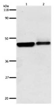 ADRB2 Antibody