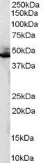 Goat anti-ADRB2R / ADRB2 Antibody