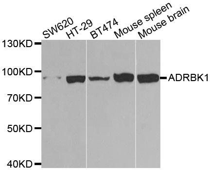 ADRBK1 antibody