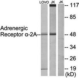 alpha 2a Adrenergic Receptor antibody