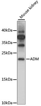 Adrenomedullin antibody