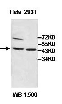 ADRM1 antibody