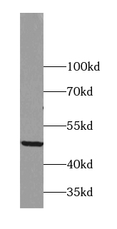 ADRP antibody