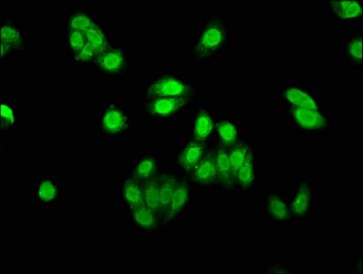 AEN Antibody