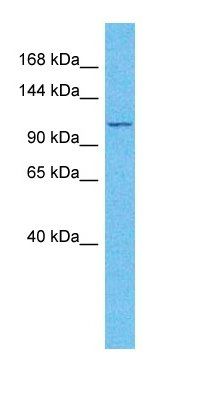 AF17 antibody