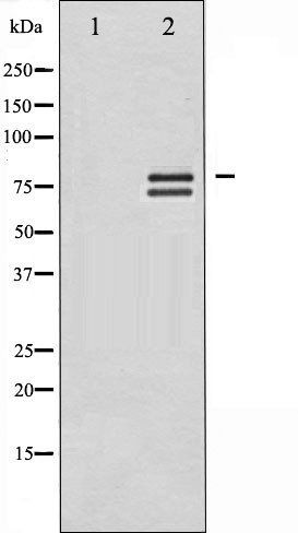 Lamin A/C (Phospho-Ser392) antibody