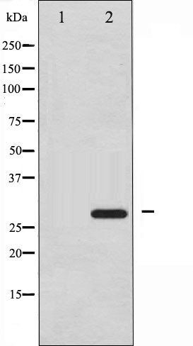 HSP27 (Phospho-Ser15) antibody