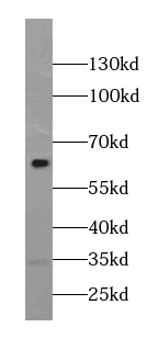 AF9 antibody