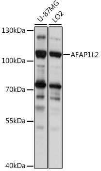 AFAP1L2 antibody