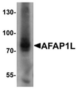 AFAP1L Antibody