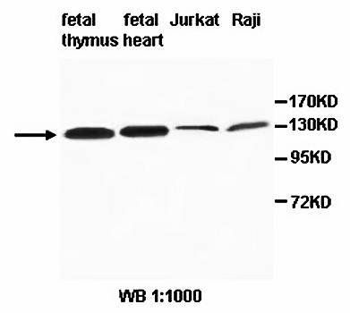 AFF3 antibody