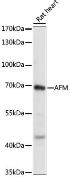 AFM antibody