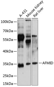 AFMID antibody