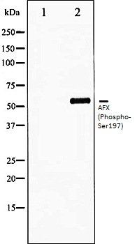 AFX (Phospho-Ser197) antibody
