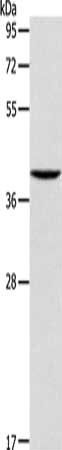 AGA Antibody