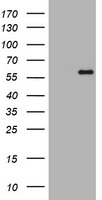 AGAP1 Antibody