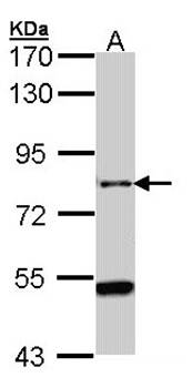 AGAP1 antibody