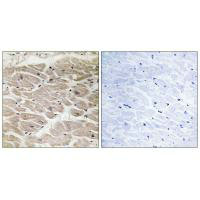 AGBL2 Antibody