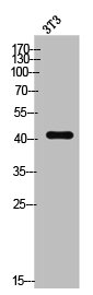 AGER Antibody