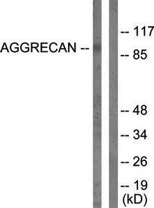 Aggrecan (Cleaved-Asp369) antibody