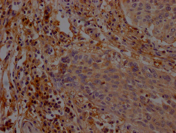 AGO1 antibody