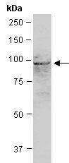 AGO1 antibody