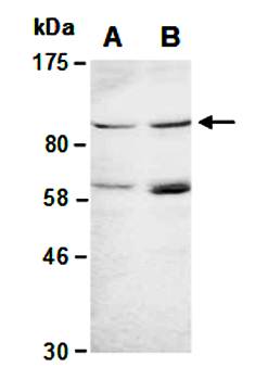 AGO2 antibody