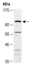 AGO3 antibody