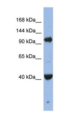 AGO4 antibody