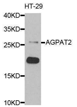 AGPAT2 antibody