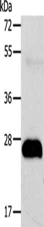 AGPAT2 antibody