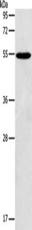 AGPAT6 Antibody
