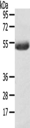 AGPAT6 antibody