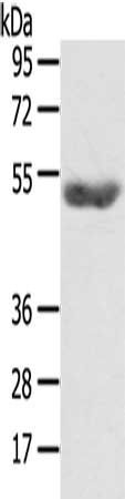 AGPAT6 antibody