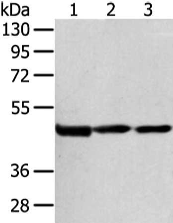 AGPAT9 antibody