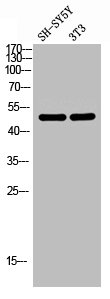 AGPAT9 antibody