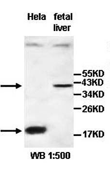 AGPHD1 Rabbit Polyclonal Antibody