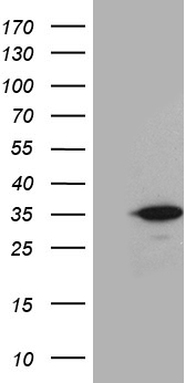 AGR2 antibody