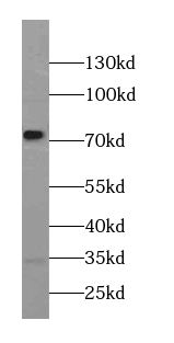 AGS3 antibody
