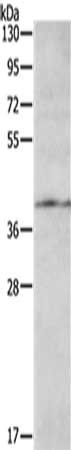 AGTR1 antibody