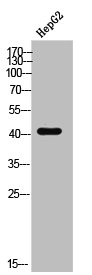 AGTR1 Antibody